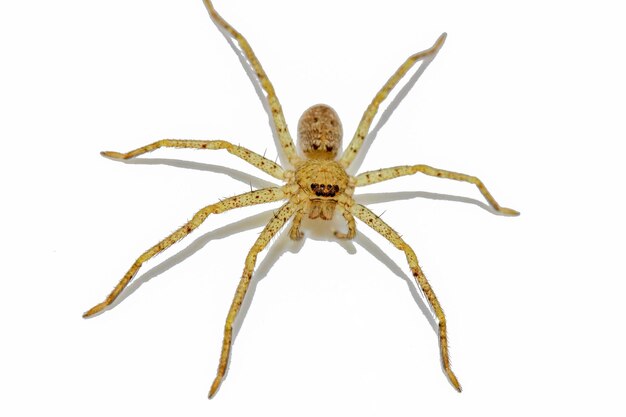 Close up wolf spider is insect animal on white background