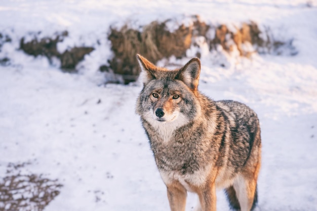 雪に覆われた土地に立っているオオカミのクローズアップ