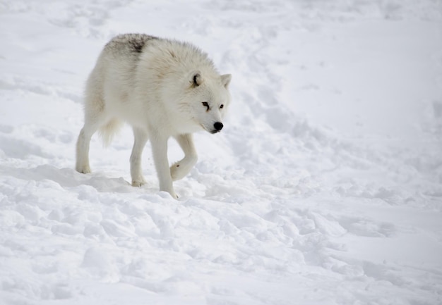 雪で覆われた土地を歩くオオカミのクローズアップ