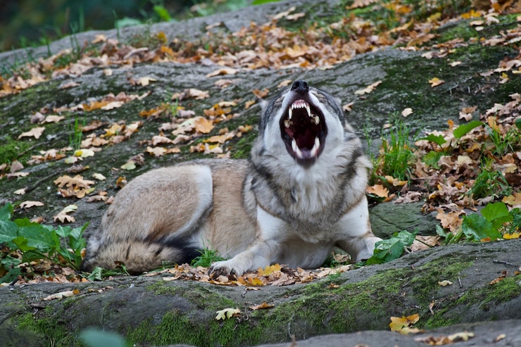 फोटो close-up of wolf yawning