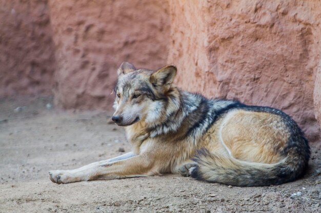 Photo close-up of wolf