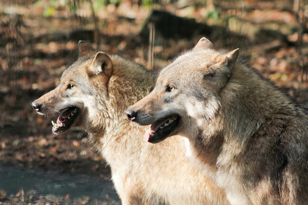 Photo close-up of wolfs looking away