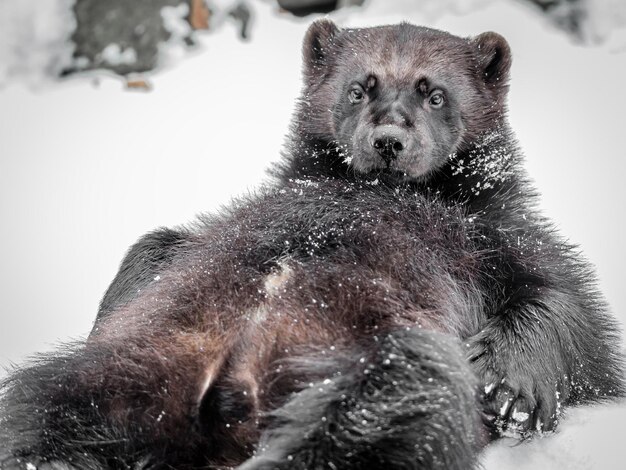 Close-up of wolverine on snow