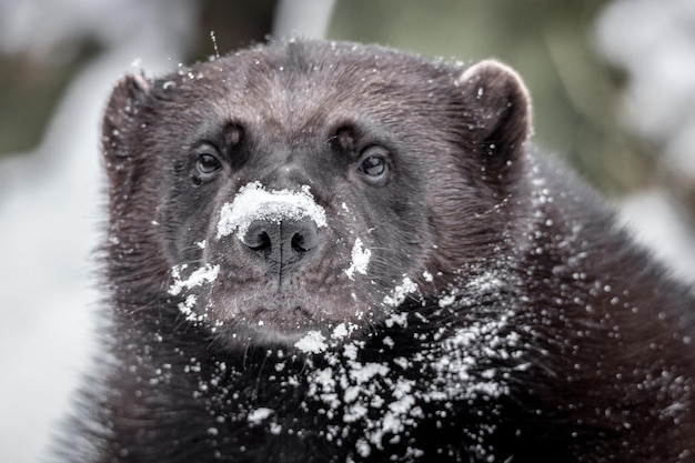 close-up of wolverine on snow