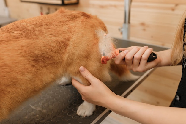 그루밍 살롱에서 목욕 및 건조 후 빗으로 웨일스 어 Corgi Pembroke 개의 털을 빗질하는 여성 그루머의 클로즈업 수의학 스파 클리닉에서 헤어스타일을 하는 여성 애완동물 미용사