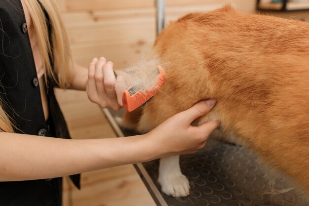 그루밍 살롱에서 목욕 및 건조 후 빗으로 웨일스 어 Corgi Pembroke 개의 털을 빗질하는 여성 그루머의 클로즈업 수의학 스파 클리닉에서 헤어스타일을 하는 여성 애완동물 미용사