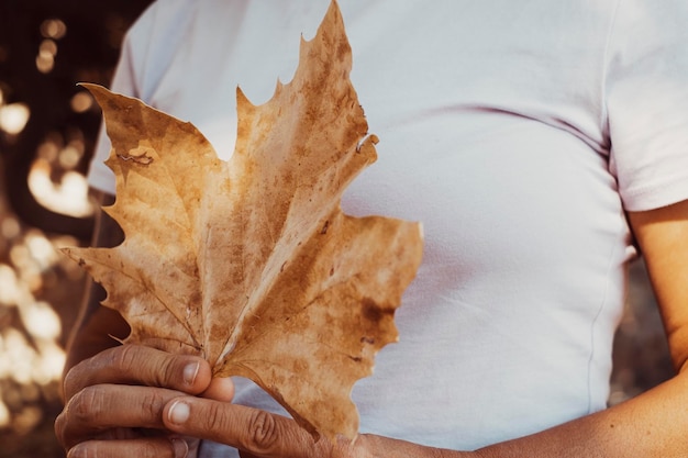 Close up of woman hand holding big yellow autumn maple leaf alone in outdoor leisure activity Concept of people and nature environment lifestyle sustainable life Forest season background natural