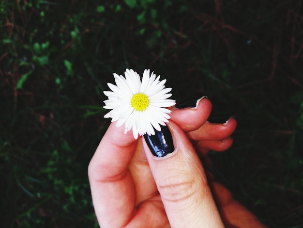 Photo close-up of woman hand holding flower