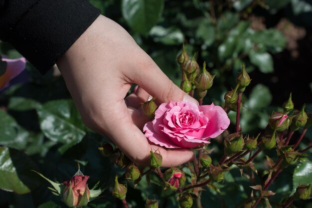 Photo close-up of woman hand holding pink rose