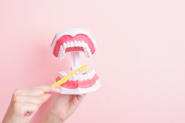 Close up of woman hand is holding artificial model teeth for demonstration dental clean