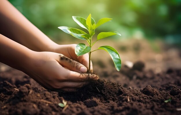 Close up woman hand planting young tree