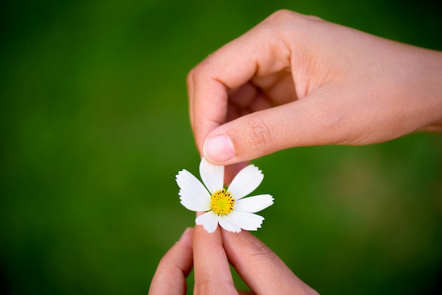 Close up woman hand tears off petals of daisy flower