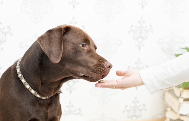 Foto close-up della mano della donna con il cane