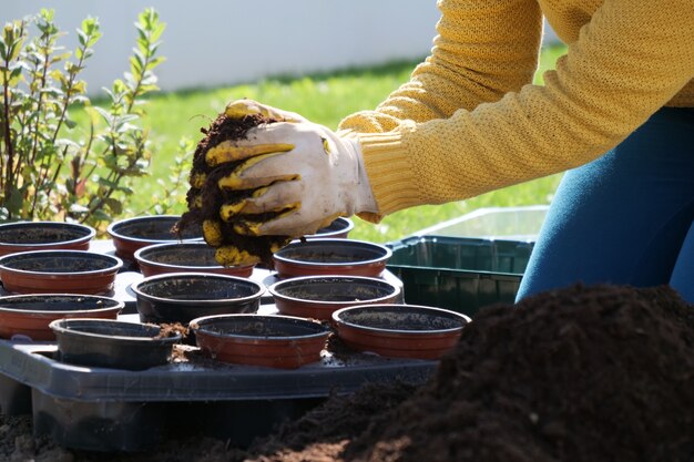 A close up of woman hands gardening