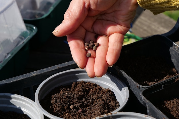 A close up of woman hands gardening