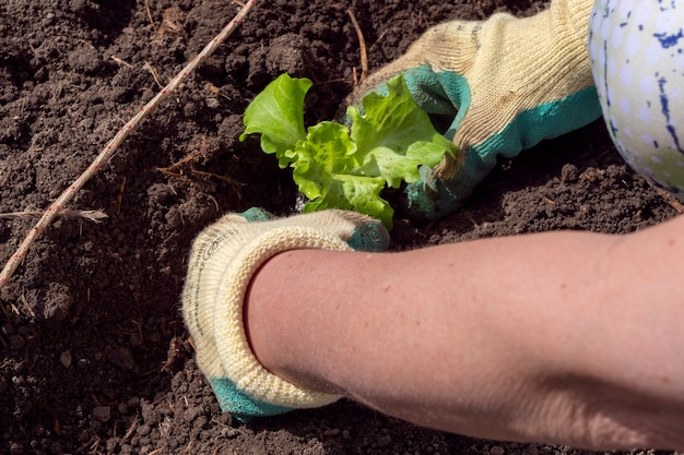 A close up of woman hands gardening