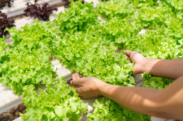 Chiuda sulle mani della donna che tengono la pianta idroponica. concetto di agricoltura e cibo