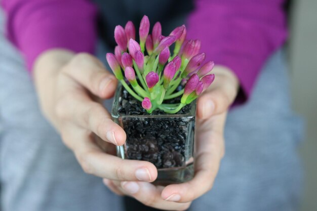 盆栽の花の植物を握っている女性の手のクローズアップ