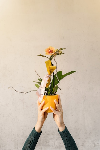 Close up Woman hands holding a yellow potted orchid isolated.