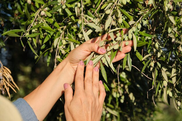 Close up of woman hands on olive tree