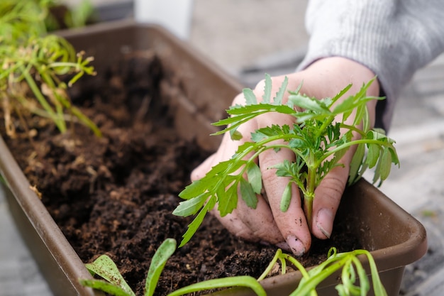 Close up woman hands transplanting flowers on the balcony