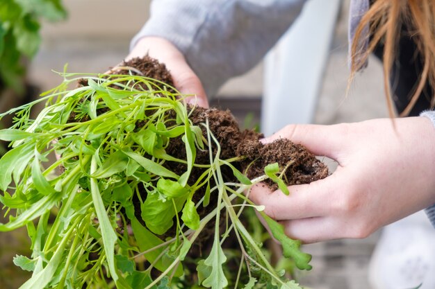 バルコニーに花を移植する女性の手をクローズアップ