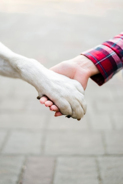 Photo close-up woman holding dogs paw