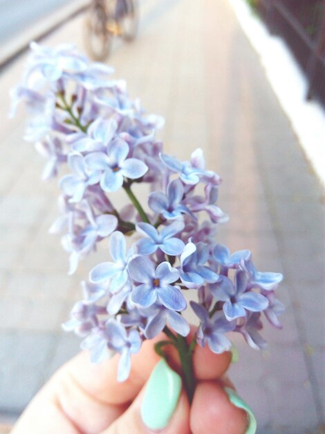 Close-up woman holding flowers outdoors