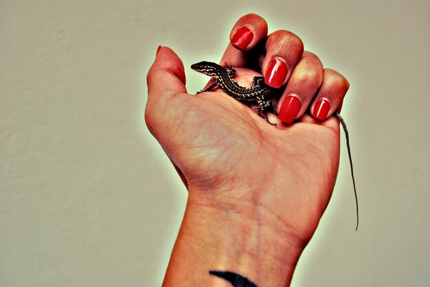 Photo close-up of woman holding lizard over white background