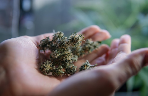 Foto close-up di una donna con la marijuana in mano