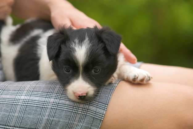 Close up of a woman holding small puppy on her lap.