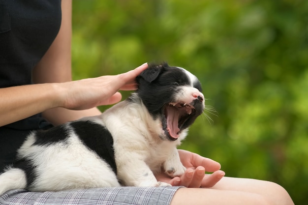 Close up of a woman holding small puppy on her lap.