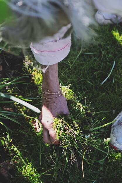 Photo close-up of woman picking plants at yard