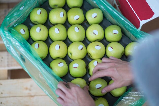 Close-up of woman's hands and green apples in cardboard box