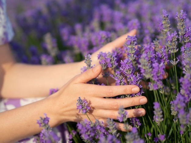 Foto le mani della donna del primo piano che tengono i fiori di lavanda nel campo di lavanda