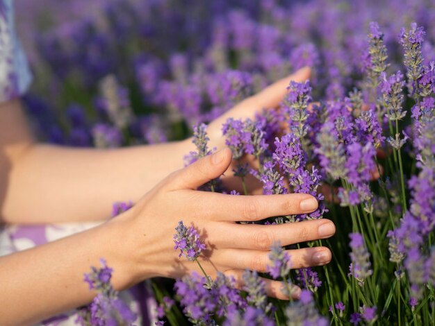 라벤더 밭에 라벤더 꽃을 들고 있는 클로즈업 여성의 손