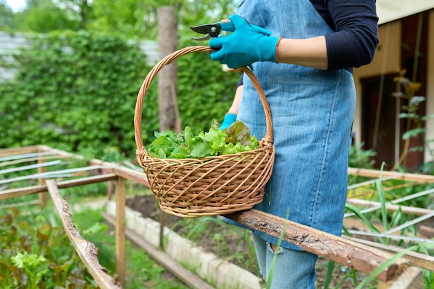 Крупный план женских рук с корзиной урожая листьев салата, травы, рукколы, укропа, петрушки