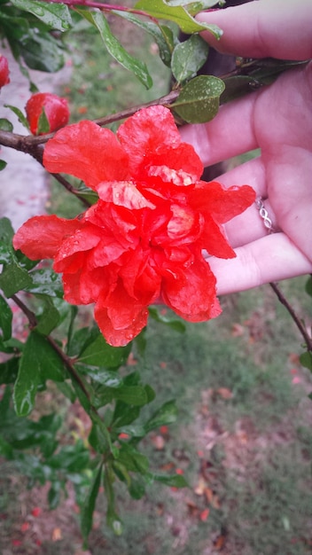 Foto close-up di una donna che tocca un fiore rosso