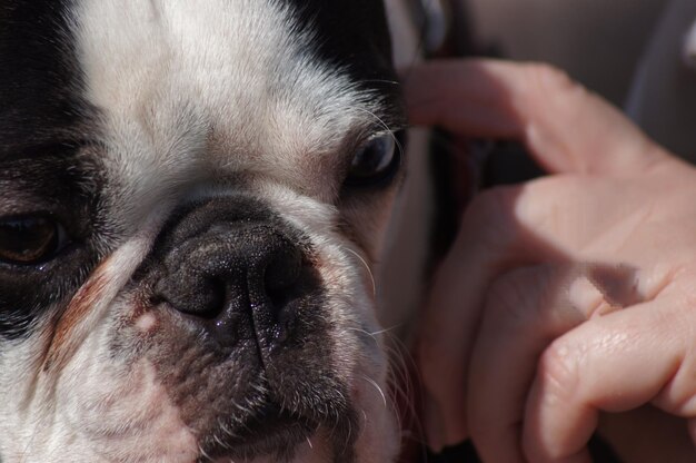 Photo close-up of woman with dog