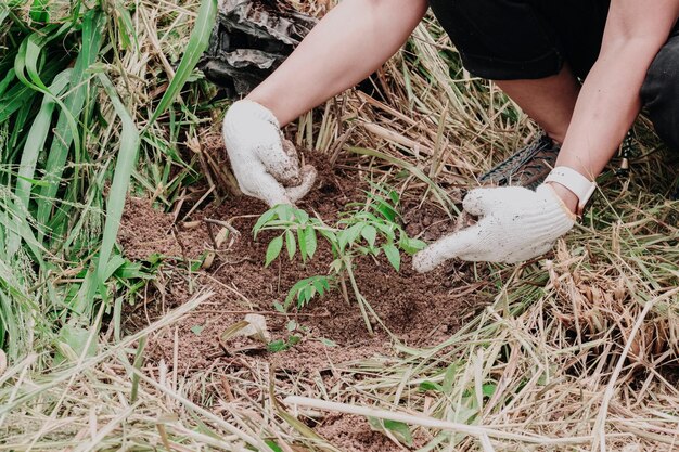 Photo close-up of a womans hand wearing white cloth gloves planting trees in the forest