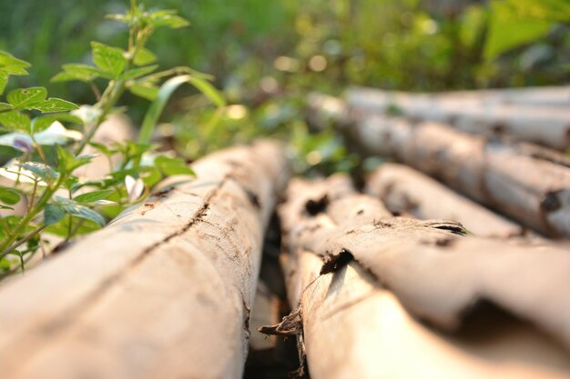 Close-up of wood on field