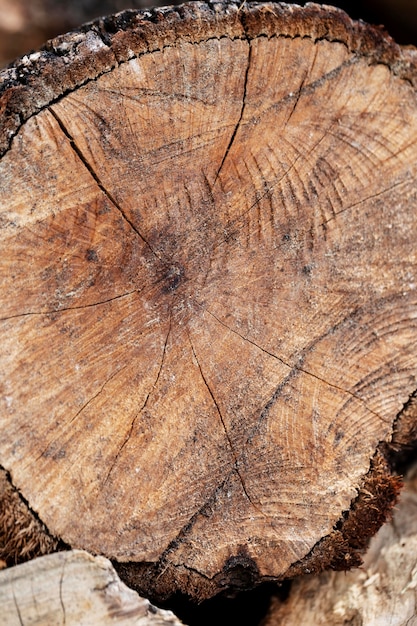 Photo close up wood texture background