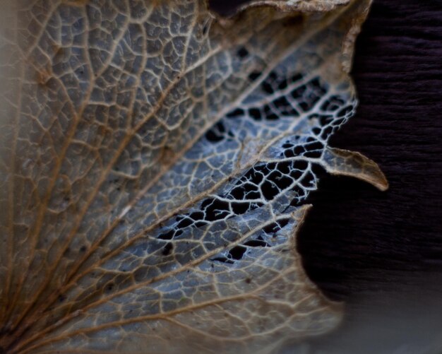 Photo close up of wood