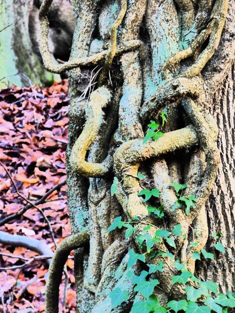 Photo close-up of wood