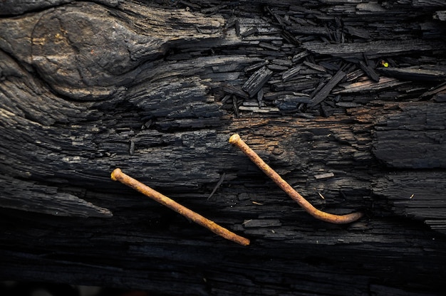 Photo close-up of wood