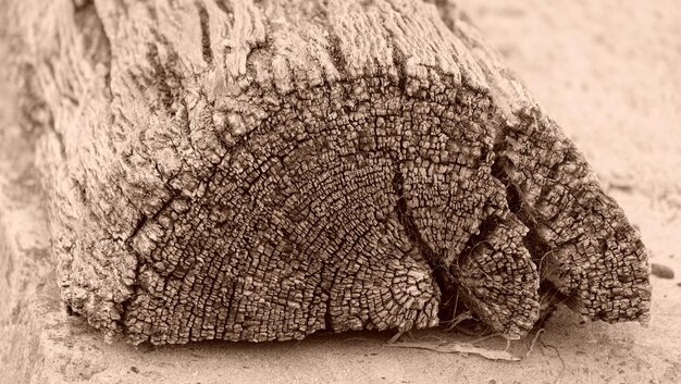 Foto prossimo piano del legno