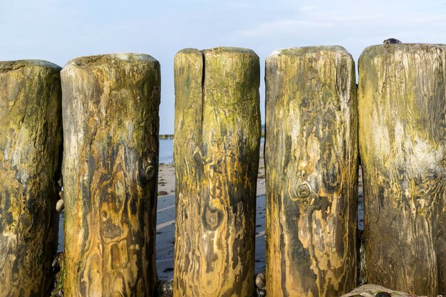 Close-up of wood