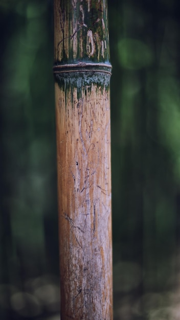 Photo close up of wood