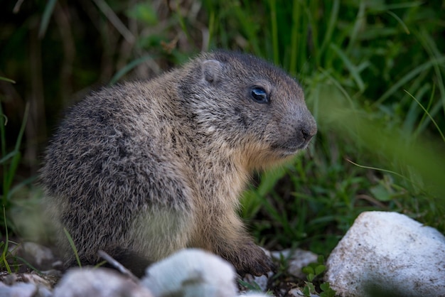 植物の近くで陸に座っているウッドチャックのクローズアップ