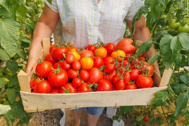 Close up of wooden box with freshly plucked colorful tomatoes in hands of greenhouse owner young